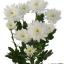 Chrysanthemum ծաղիկների | ծաղկեպսակների առաքում Երևան