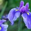 Iris/Hilik ծաղիկների | ծաղկեպսակների առաքում Երևան