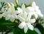 Jasmine ծաղիկների | ծաղկեպսակների առաքում Երևան