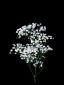 Gypsophila ծաղիկների | ծաղկեպսակների առաքում Երևան