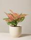 Aglaonema ծաղիկների | ծաղկեպսակների առաքում Երևան