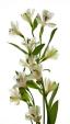 Alstroemeria ծաղիկների | ծաղկեպսակների առաքում Երևան