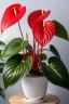 Anthurium ծաղիկների | ծաղկեպսակների առաքում Երևան