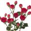 Bunch roses ծաղիկների | ծաղկեպսակների առաքում Երևան