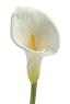 Calla ծաղիկների | ծաղկեպսակների առաքում Երևան
