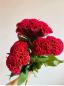 Celosia ծաղիկների | ծաղկեպսակների առաքում Երևան