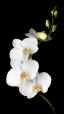 Orchid ծաղիկների | ծաղկեպսակների առաքում Երևան