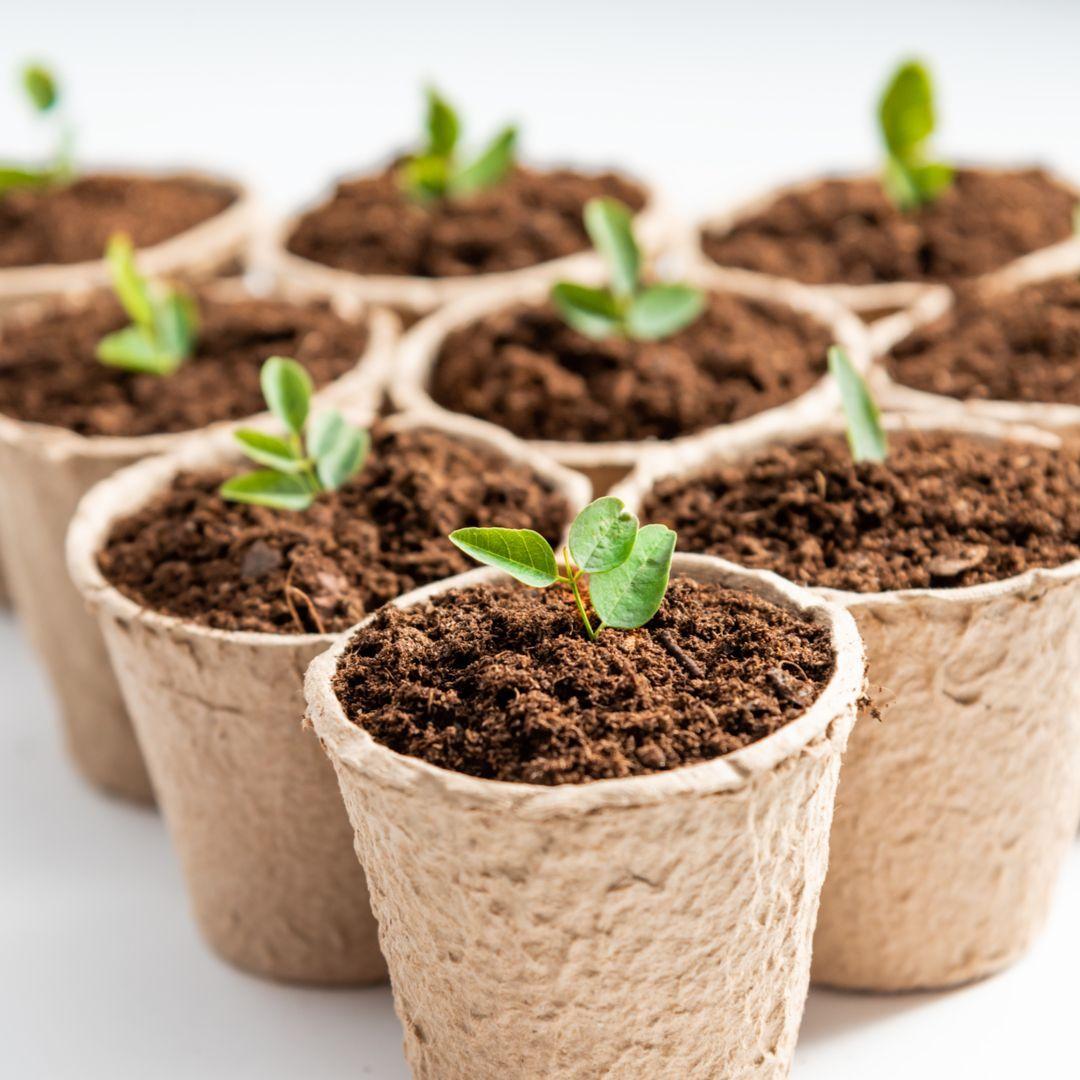 Seeds and bulbs ծաղիկների | ծաղկեպսակների առաքում Երևան