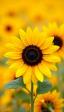 Sunflower ծաղիկների | ծաղկեպսակների առաքում Երևան