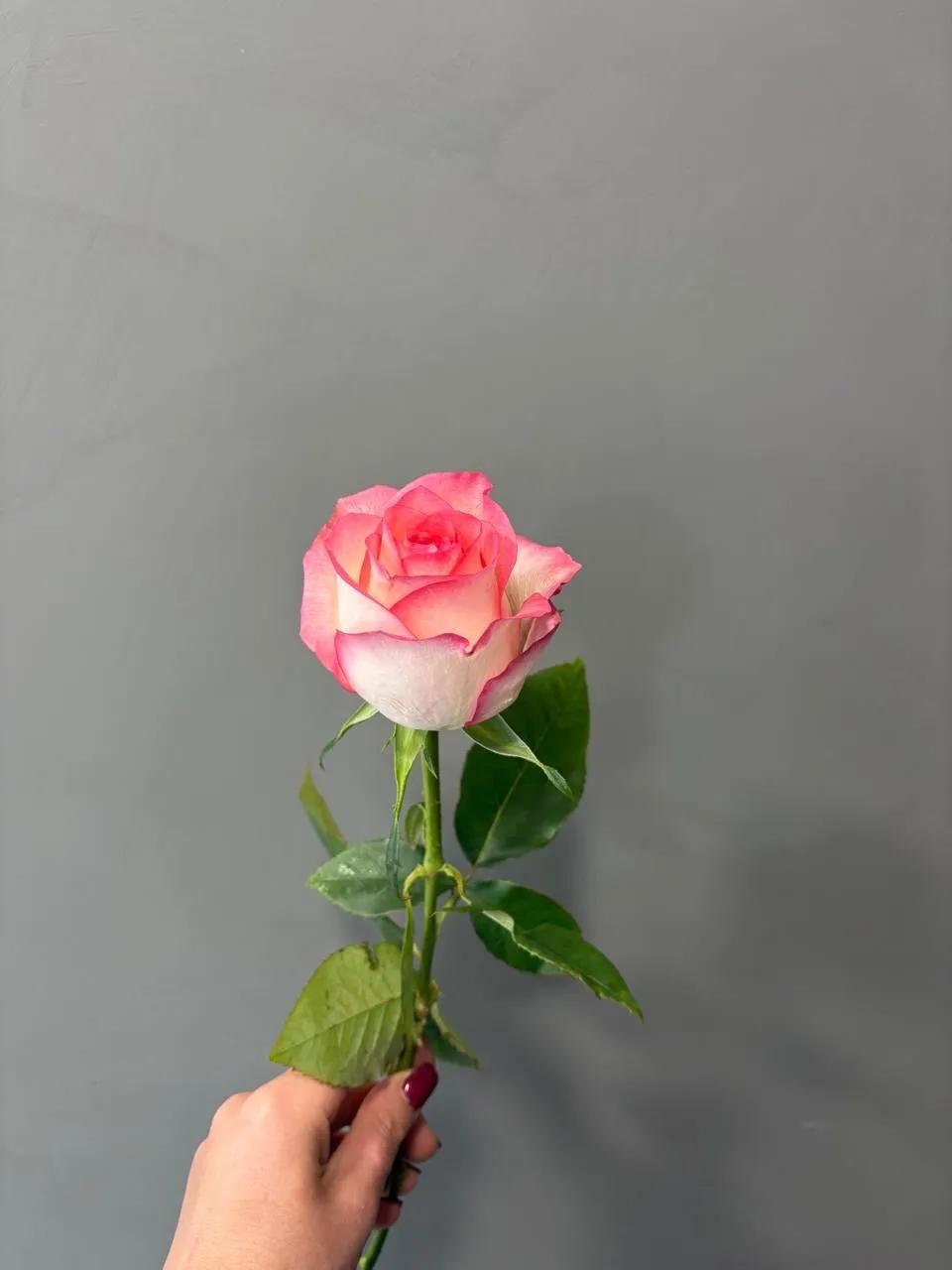 Rose Jumilia | ծաղիկներ, ծաղկեպսակներ, բույսեր Երևան