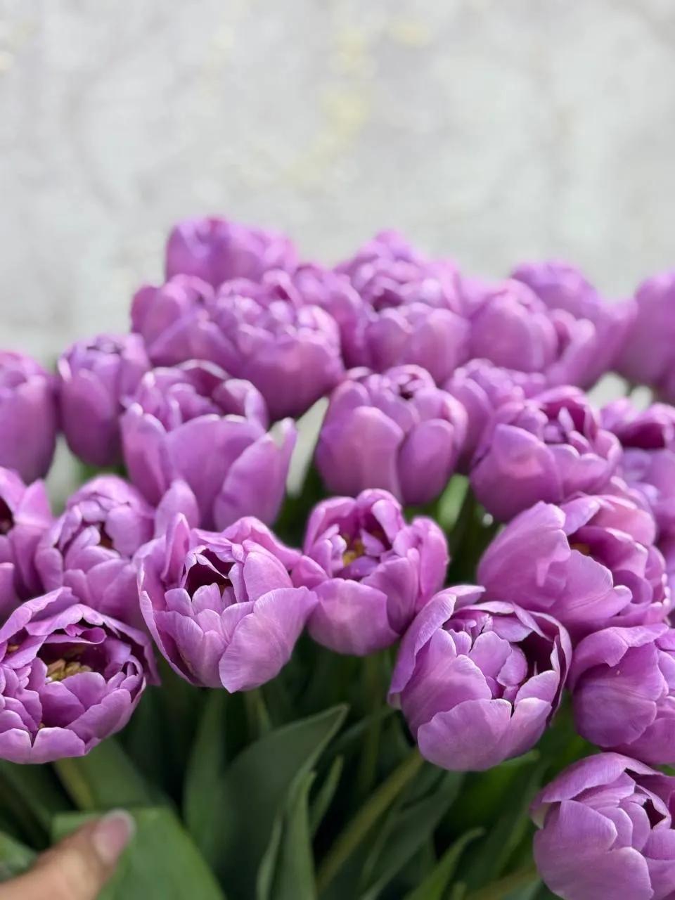 Purple tulips | ծաղիկներ, ծաղկեպսակներ, բույսեր Երևան