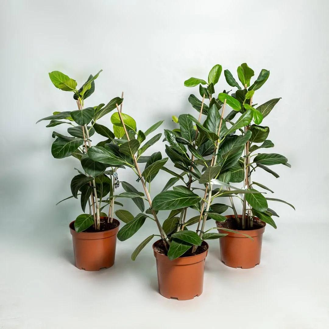 Ficus Audrey | ծաղիկներ, ծաղկեպսակներ, բույսեր Երևան