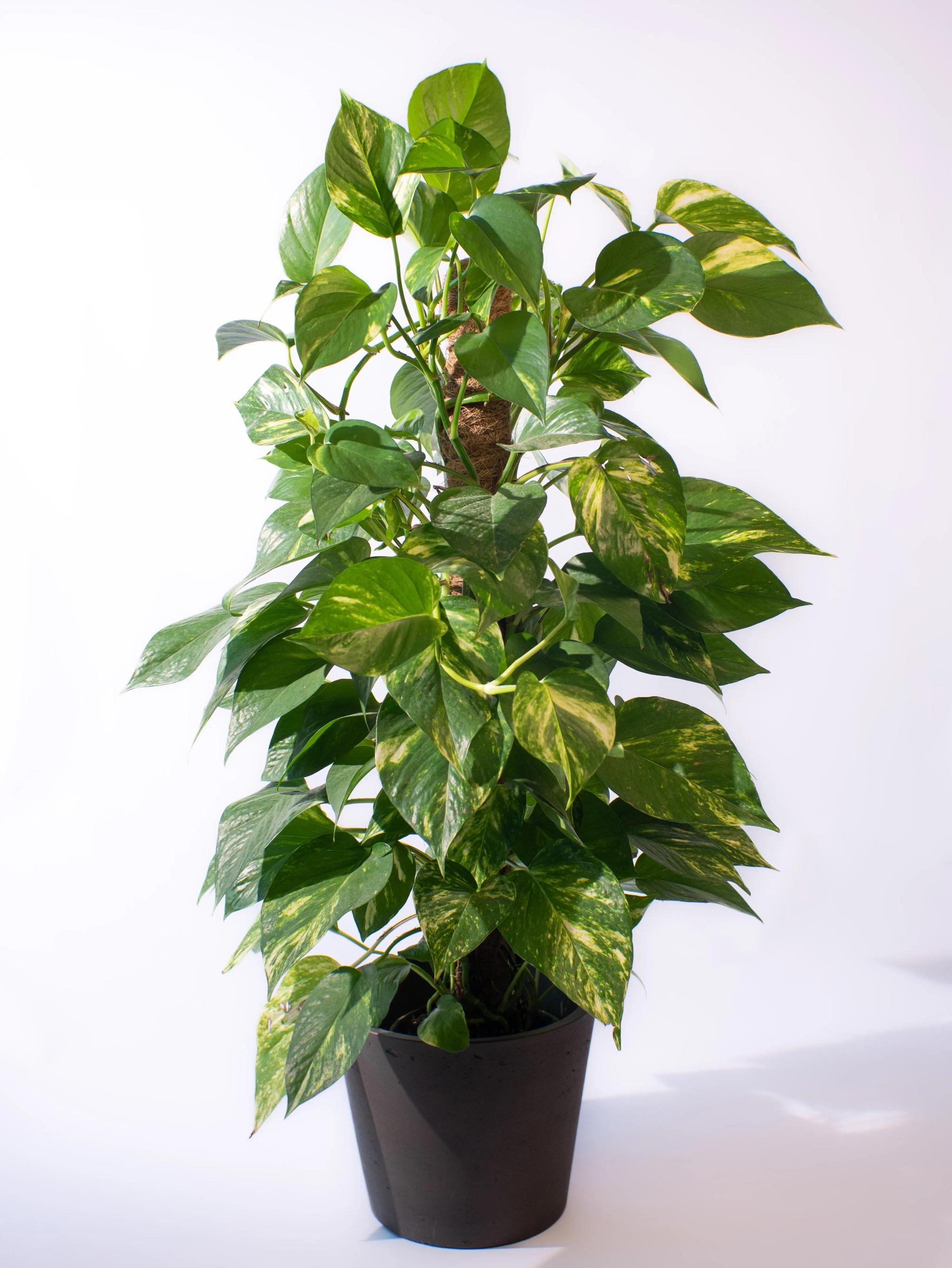 Scindapsus | ծաղիկներ, ծաղկեպսակներ, բույսեր Երևան