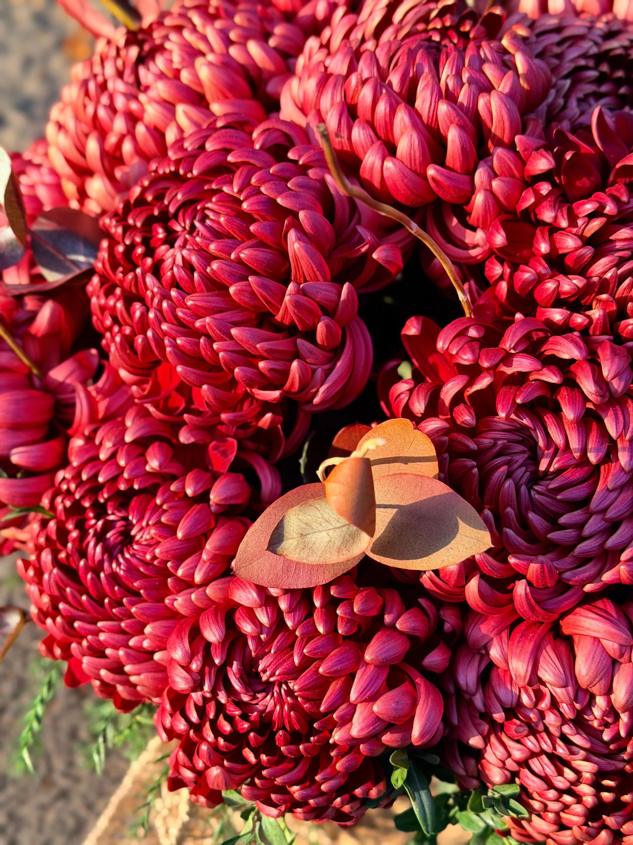 A basket of chrysanthemums | ծաղիկներ, ծաղկեպսակներ, բույսեր Երևան