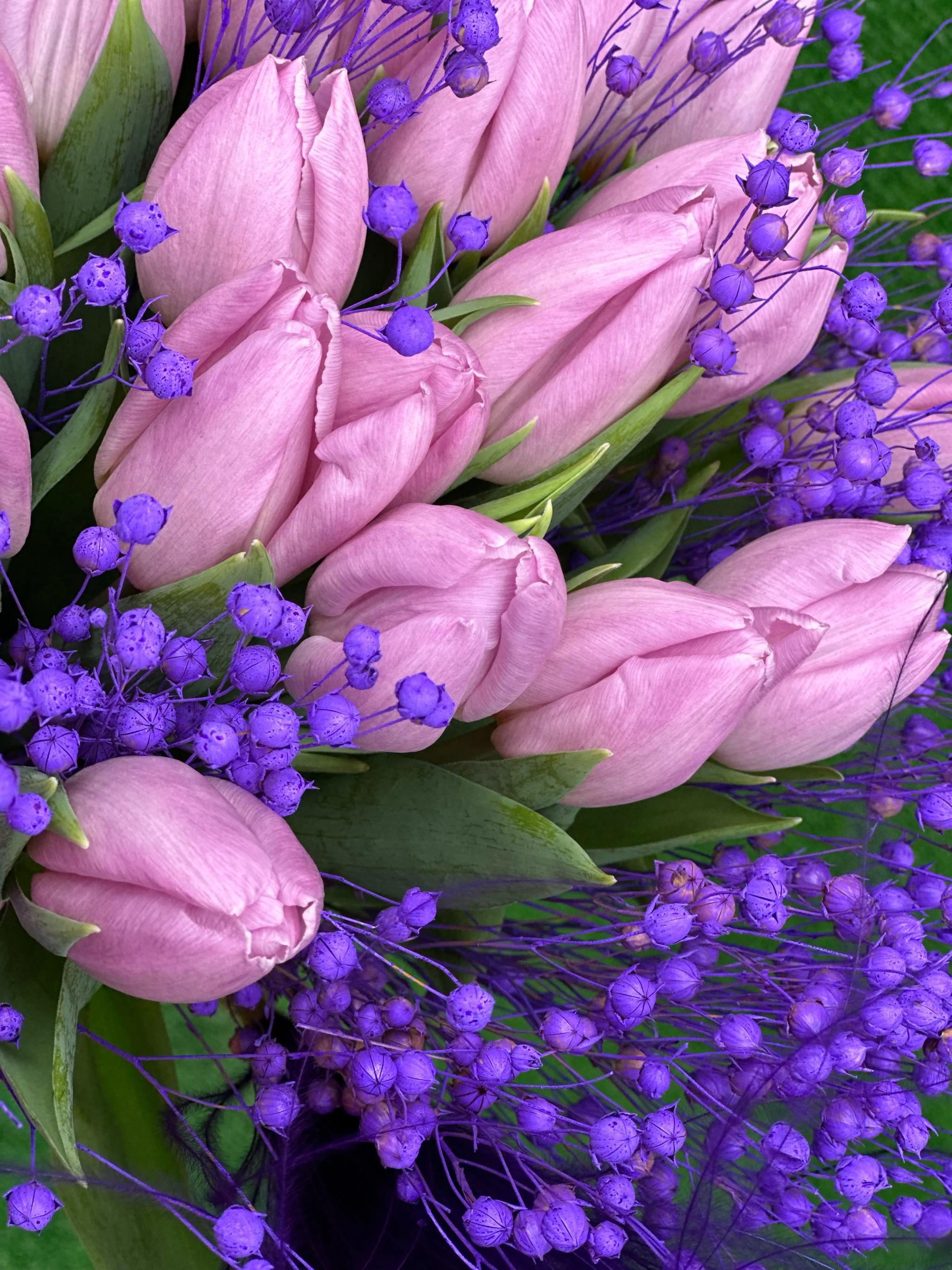 Blue tulips | ծաղիկներ, ծաղկեպսակներ, բույսեր Երևան