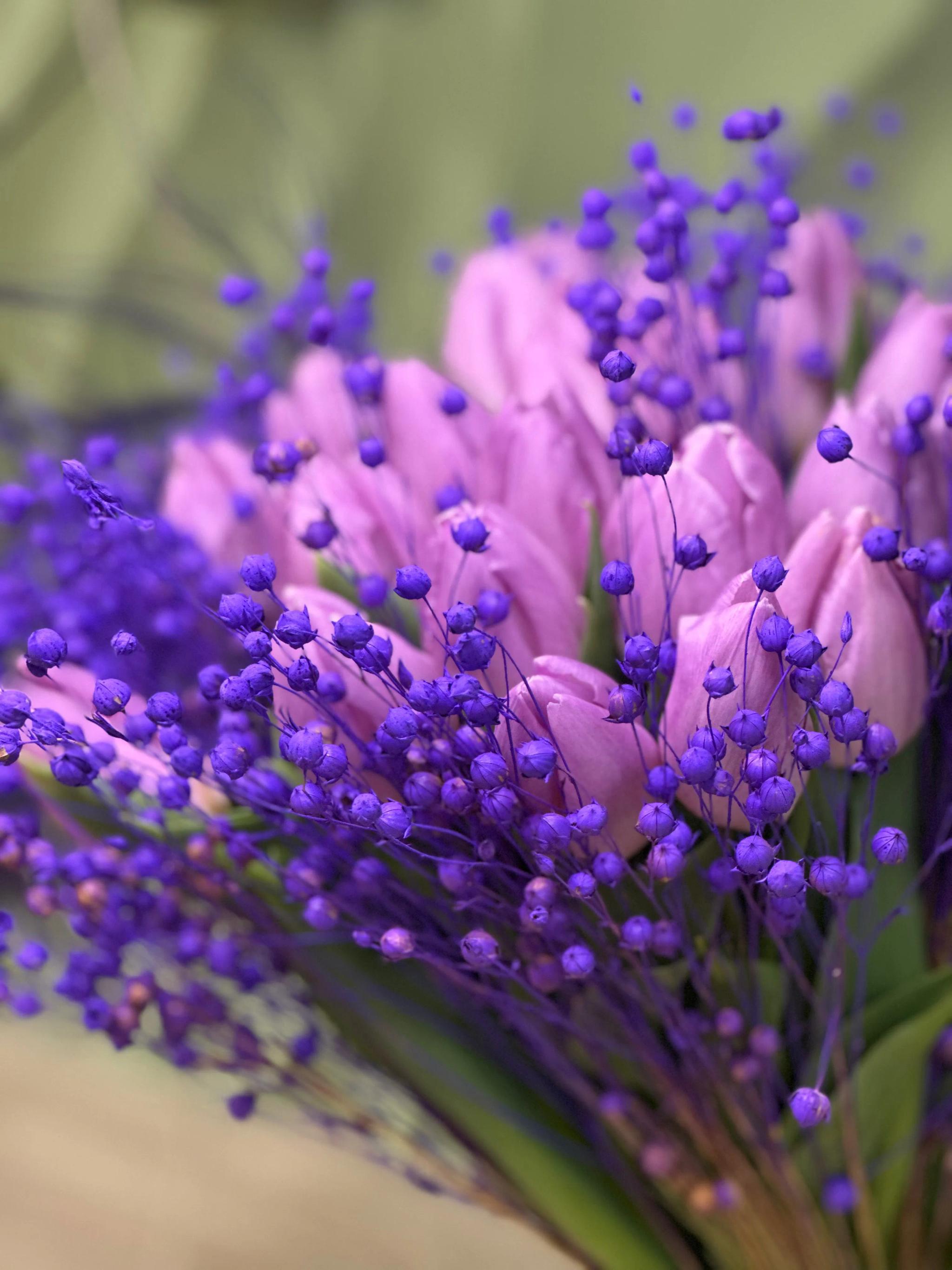 Blue tulips | ծաղիկներ, ծաղկեպսակներ, բույսեր Երևան