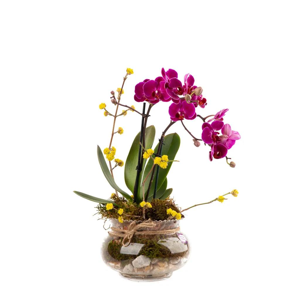 Composition with orchids (Multi) | ծաղիկներ, ծաղկեպսակներ, բույսեր Երևան