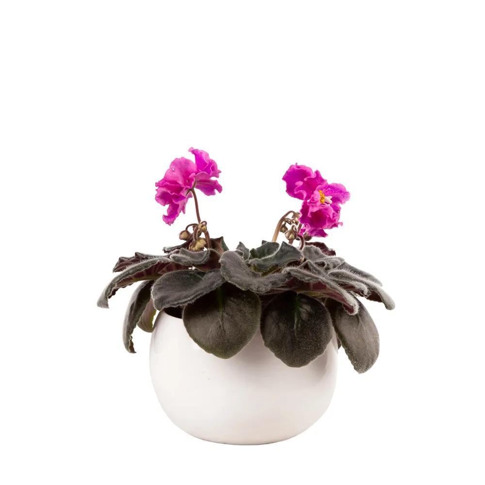 Violet | ծաղիկներ, ծաղկեպսակներ, բույսեր Երևան