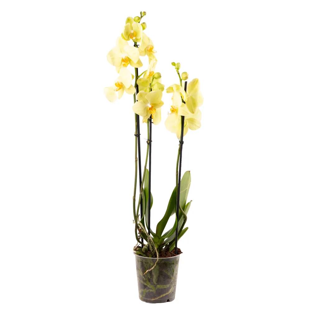 Yellow Orchid | ծաղիկներ, ծաղկեպսակներ, բույսեր Երևան