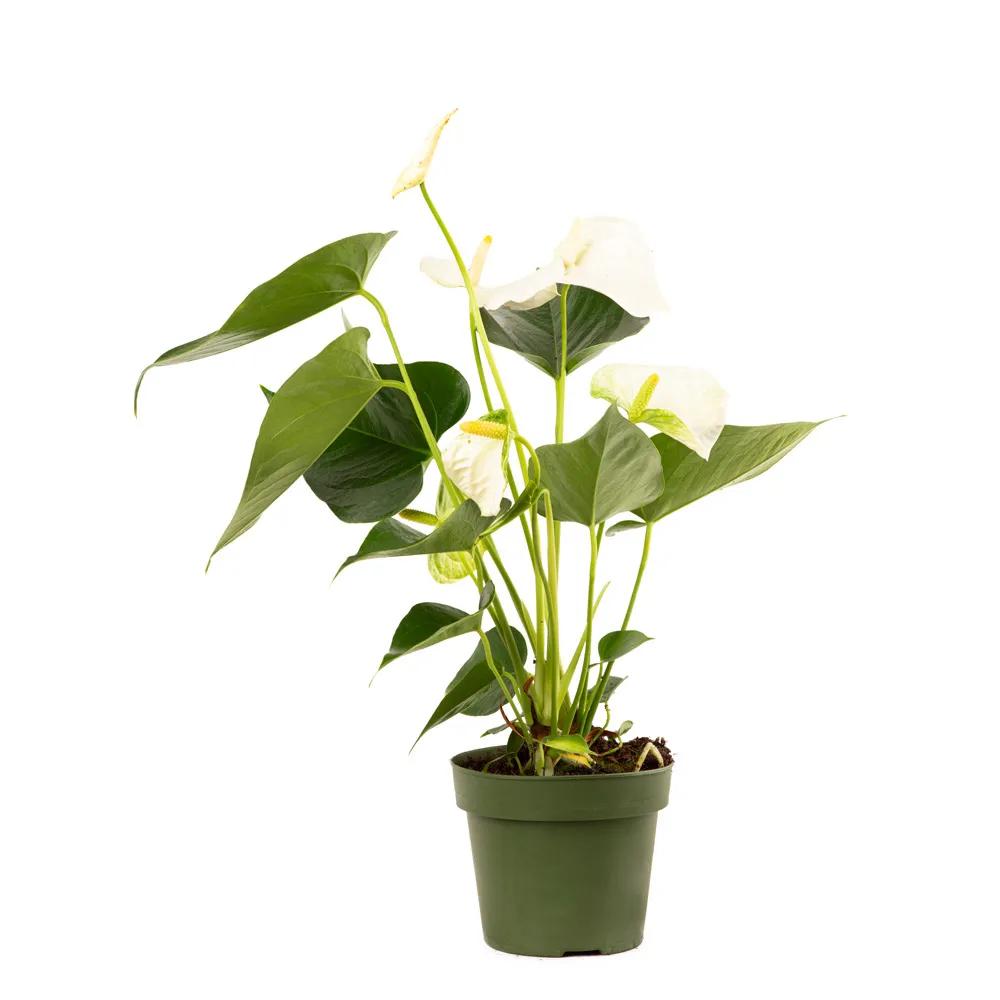 White Calla | ծաղիկներ, ծաղկեպսակներ, բույսեր Երևան