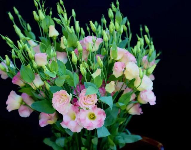 Bunch of lisianthus | ծաղիկներ, ծաղկեպսակներ, բույսեր - առաքում Երևան Bunch of lisianthus | ծաղիկներ, ծաղկեպսակներ, բույսեր - առաքում Երևան