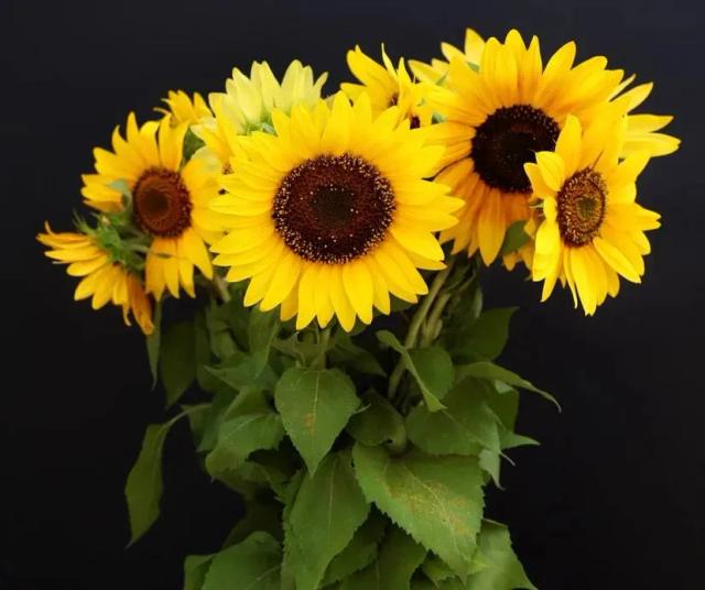 Sunflower | ծաղիկներ, ծաղկեպսակներ, բույսեր - առաքում Երևան Sunflower | ծաղիկներ, ծաղկեպսակներ, բույսեր - առաքում Երևան