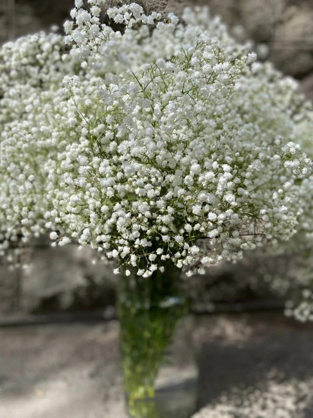 Gypsophiloa | ծաղիկներ, ծաղկեպսակներ, բույսեր - առաքում Երևան Gypsophiloa | ծաղիկներ, ծաղկեպսակներ, բույսեր - առաքում Երևան