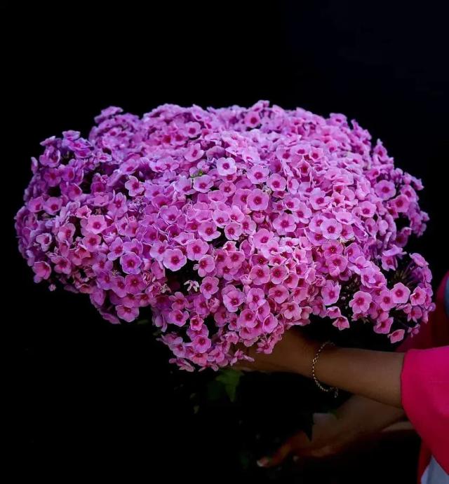 A bunch of phlox | ծաղիկներ, ծաղկեպսակներ, բույսեր - առաքում Երևան A bunch of phlox | ծաղիկներ, ծաղկեպսակներ, բույսեր - առաքում Երևան