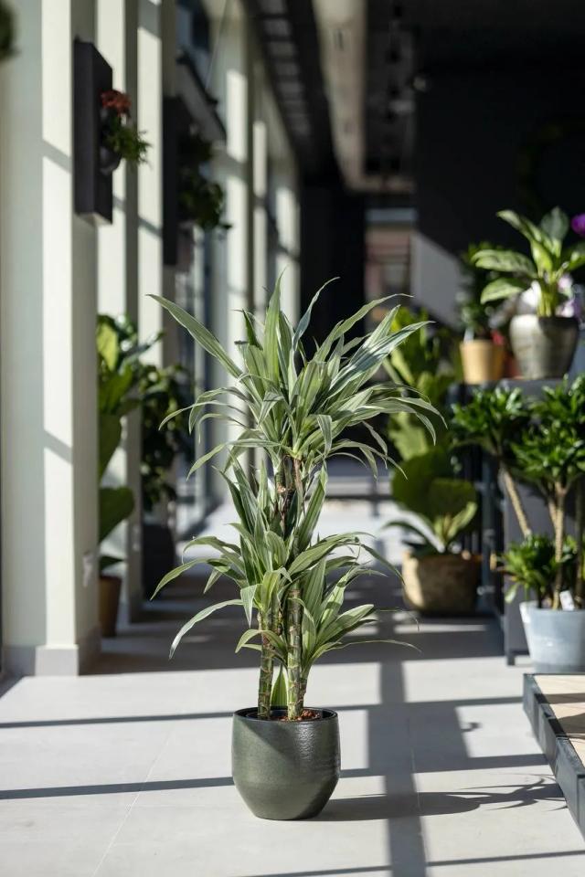 Dracaena Ulises | ծաղիկներ, ծաղկեպսակներ, բույսեր - առաքում Երևան Dracaena Ulises | ծաղիկներ, ծաղկեպսակներ, բույսեր - առաքում Երևան
