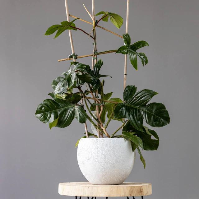 Philodendron squamiferum | ծաղիկներ, ծաղկեպսակներ, բույսեր - առաքում Երևան Philodendron squamiferum | ծաղիկներ, ծաղկեպսակներ, բույսեր - առաքում Երևան