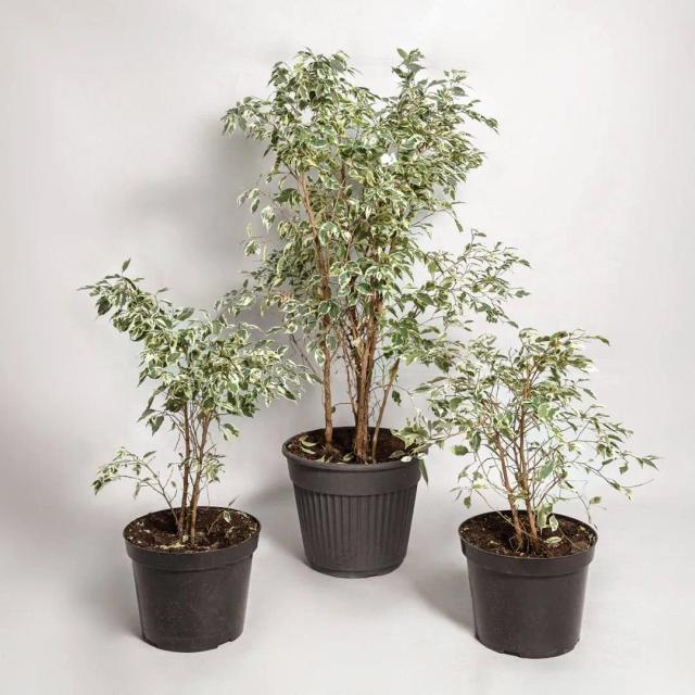 Ficus Twilight | ծաղիկներ, ծաղկեպսակներ, բույսեր - առաքում Երևան Ficus Twilight | ծաղիկներ, ծաղկեպսակներ, բույսեր - առաքում Երևան