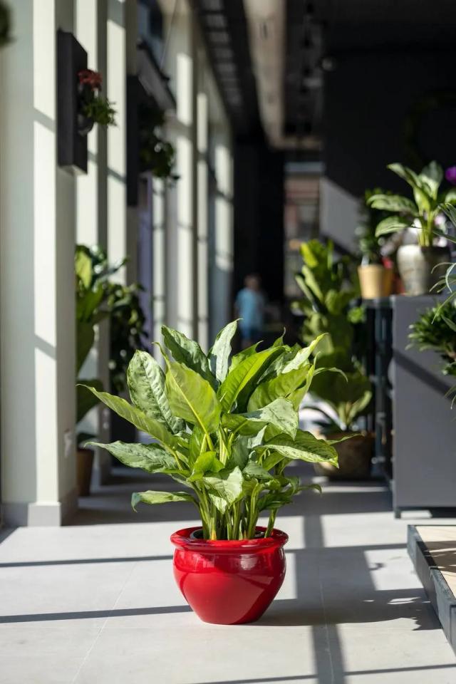 Spathiphyllum Martina | ծաղիկներ, ծաղկեպսակներ, բույսեր - առաքում Երևան Spathiphyllum Martina | ծաղիկներ, ծաղկեպսակներ, բույսեր - առաքում Երևան
